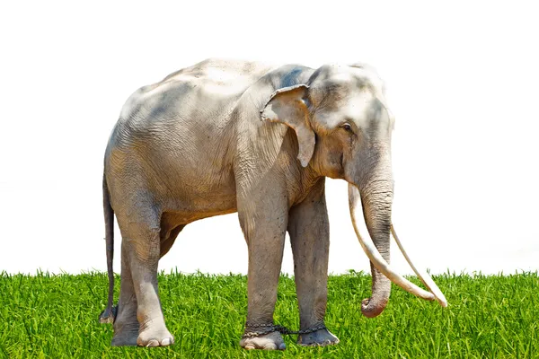 Asia elephant southeast Asia Thailand — Stock Photo, Image