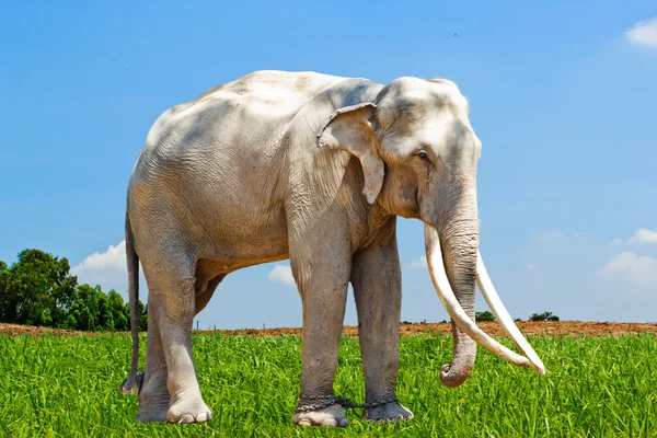 Ásia elefante sudeste Ásia Tailândia — Fotografia de Stock