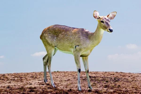 Siamese Eld's deer — Stock Photo, Image