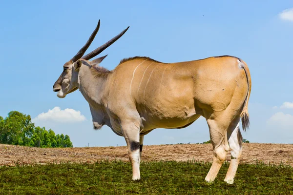 Eland antílope de pie — Foto de Stock