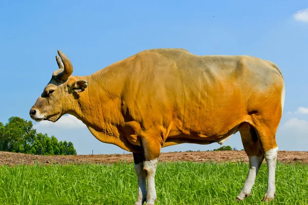 Banteng або Red Bull — стокове фото