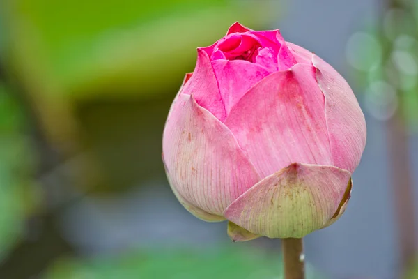 Бутон лотоса красивый тайский цветок — стоковое фото