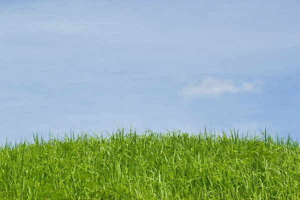 Wild flowers in the meadow. meadow on a hillside covered with wi — Stock Photo, Image