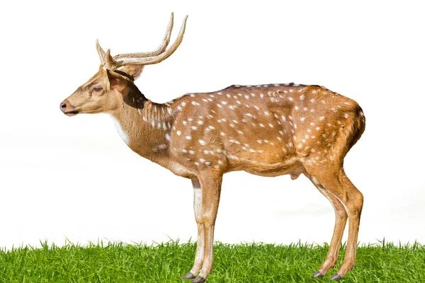 Cute spotted fallow deer isolated on white — Stock Photo, Image