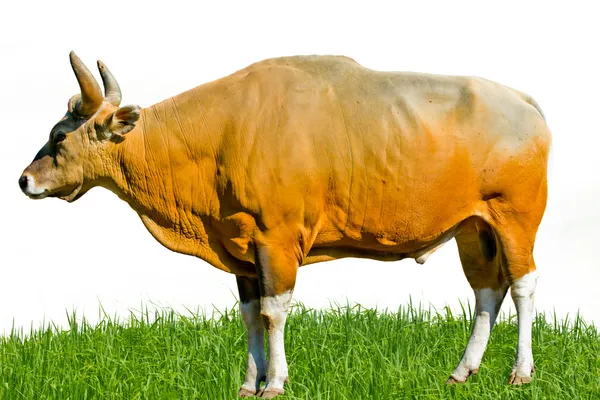 Banteng o Red Bull — Foto de Stock