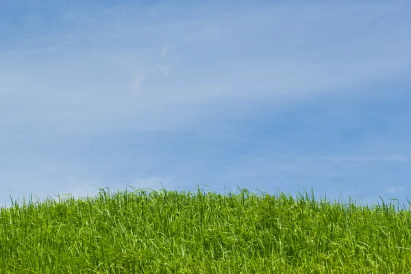 Vilda blommor på ängen. äng på en kulle täckt med wi — Stockfoto