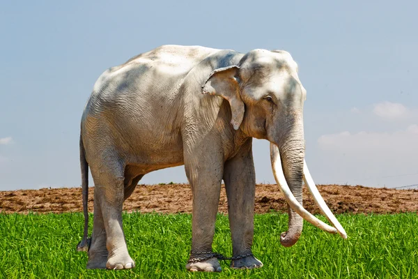 Asie éléphant Asie du Sud-Est Thaïlande — Photo