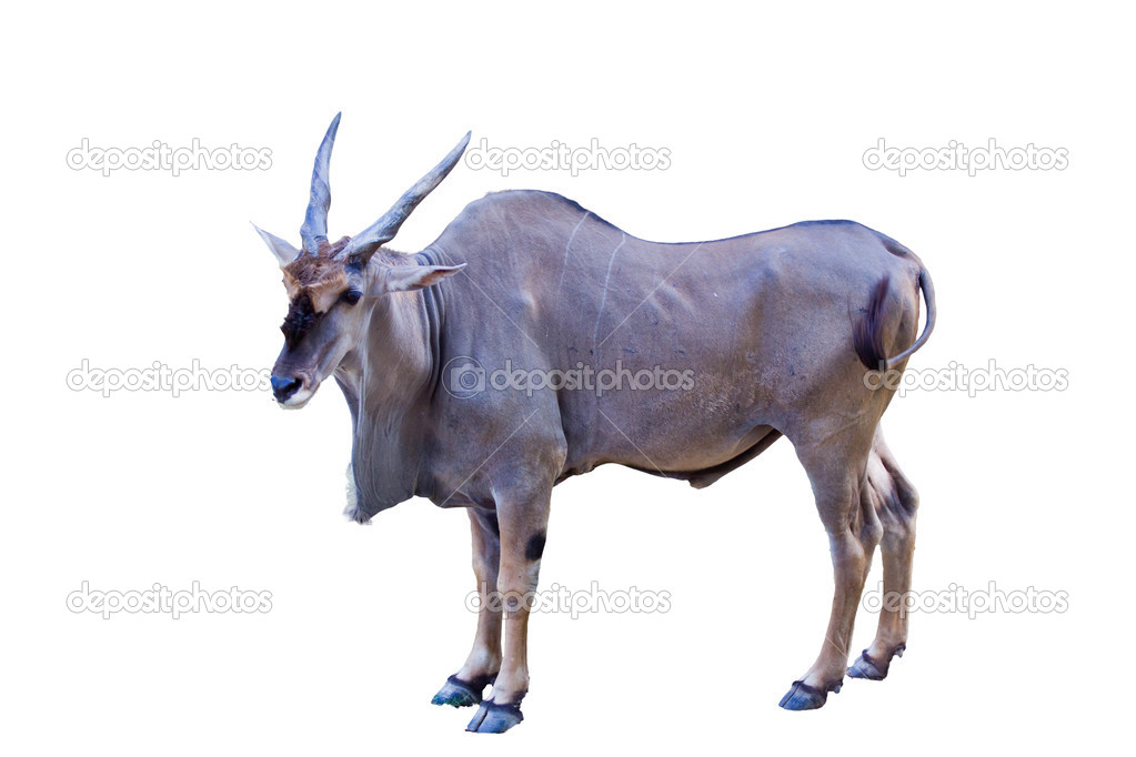 Eland antelope standing