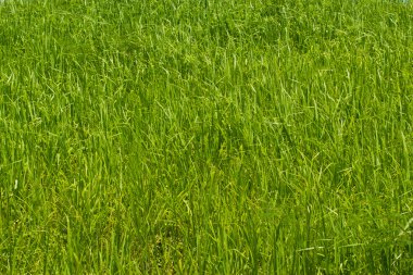 Çayırda kır çiçekleri. çayır bir yamaca wi ile kaplı