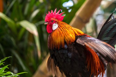 male bantam in Thailand forest. clipart