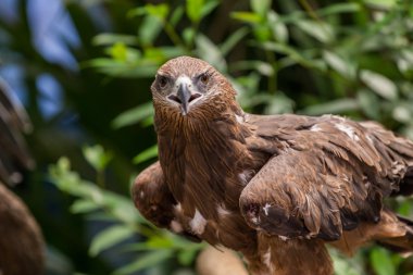 Kırmızı - kuyruklu şahin