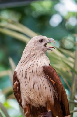 Hayvanat Bahçesi, Tayland Kırmızı Şahin.