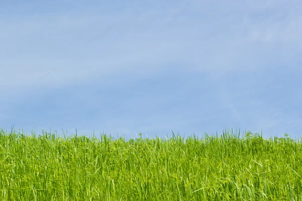 Wilde bloemen in de wei. weide op een heuvel bedekt met wi — Stockfoto