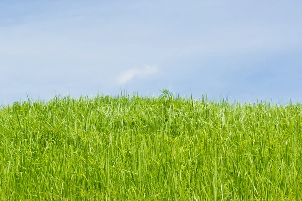 Wilde bloemen in de wei. weide op een heuvel bedekt met wi — Stockfoto