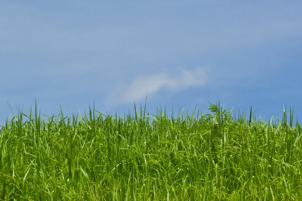 Wild flowers in the meadow. meadow on a hillside covered with wi — Stock Photo, Image