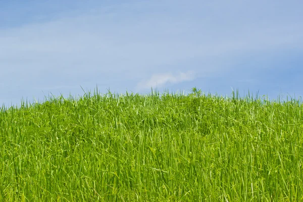 Dzikie kwiaty na łące. łąka na zboczu wzgórza pokryte wi — Zdjęcie stockowe