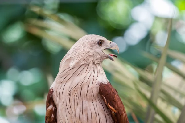 在动物园里，泰国的红鹰. — 图库照片