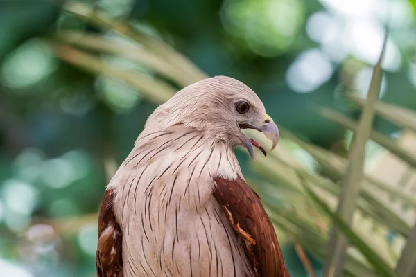 Červený Jestřáb v zoo, Thajsko. — Stock fotografie