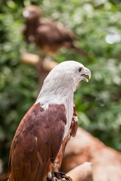 Červený Jestřáb v zoo, Thajsko. — Stock fotografie