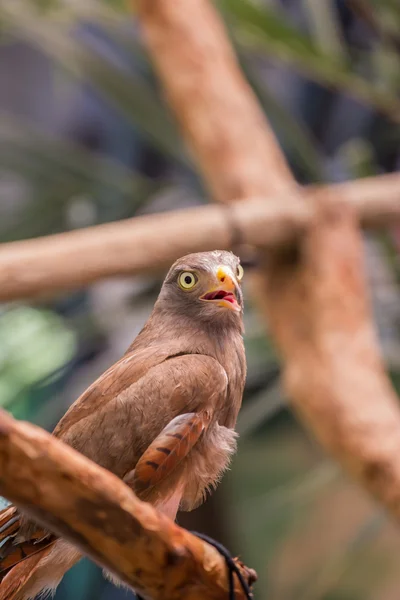 Kırmızı - kuyruklu şahin — Stok fotoğraf