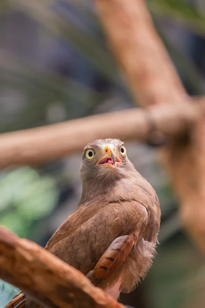 Röd - tailed hök — Stockfoto