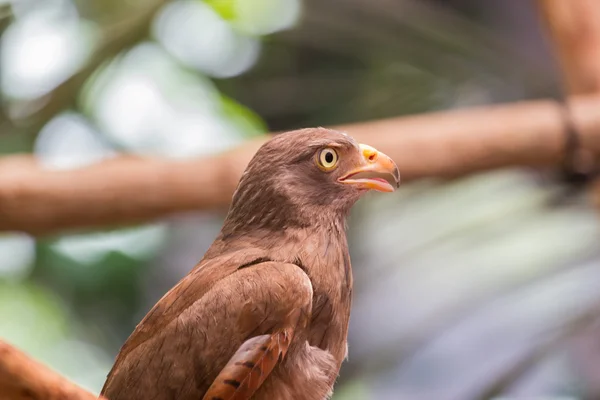 Röd - tailed hök — Stockfoto