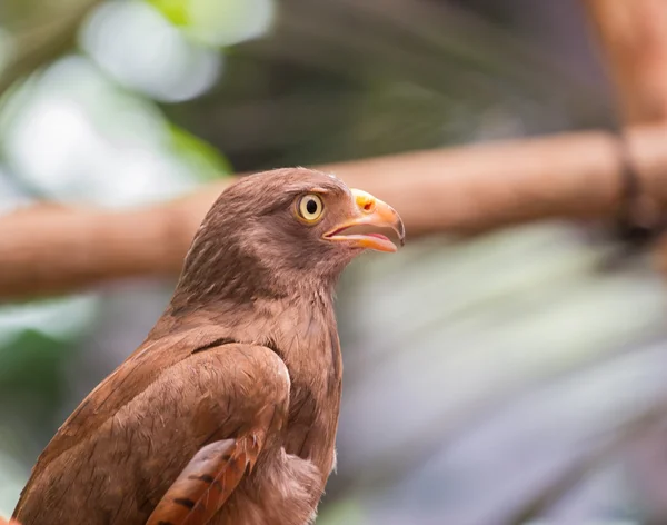 Falco dalla coda rossa — Foto Stock