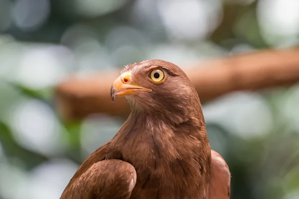 Röd - tailed hök — Stockfoto