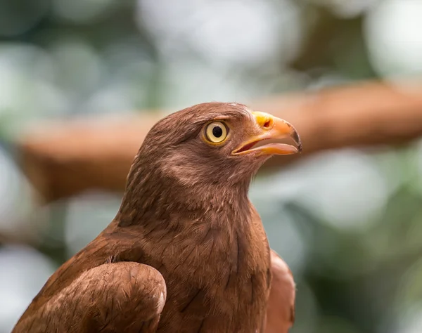 Red-tailed hawk — Stock Photo, Image