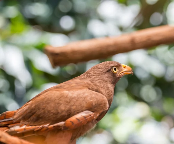 Red-tailed hawk — Stock Photo, Image