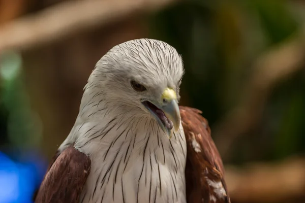 Falco Rosso nello zoo, Thailandia . — Foto Stock
