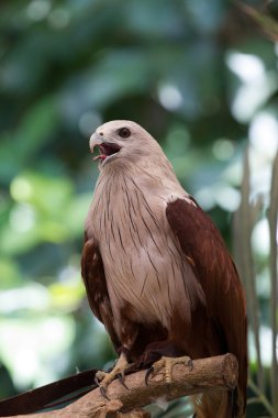 Hayvanat Bahçesi, Tayland Kırmızı Şahin.
