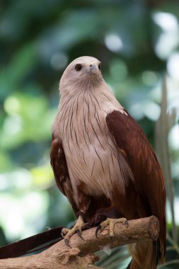 Hayvanat Bahçesi, Tayland Kırmızı Şahin.