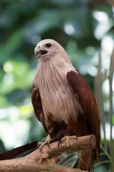 Červený Jestřáb v zoo, Thajsko. — Stock fotografie