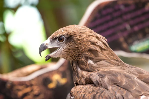 Red-tailed hawk — Stock Photo, Image