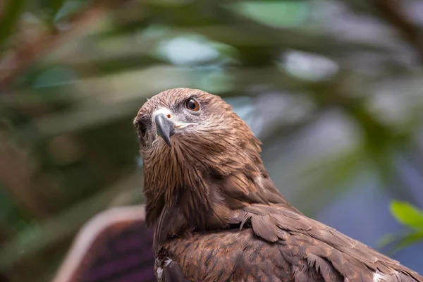 Falcão-de-cauda-vermelha — Fotografia de Stock