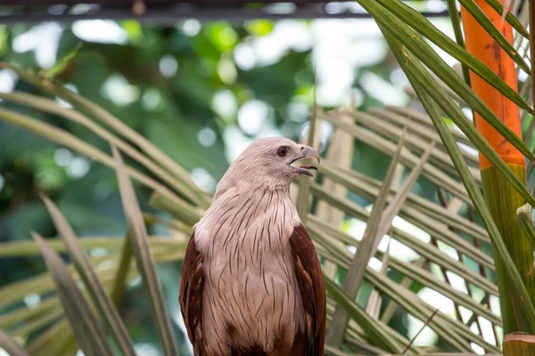 Červený Jestřáb v zoo, Thajsko. — Stock fotografie