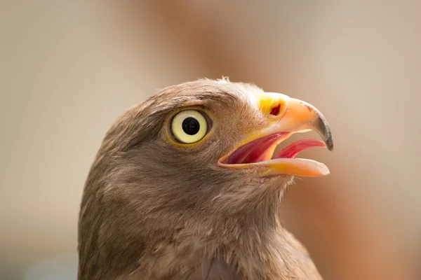 Faucon à queue rousse — Photo