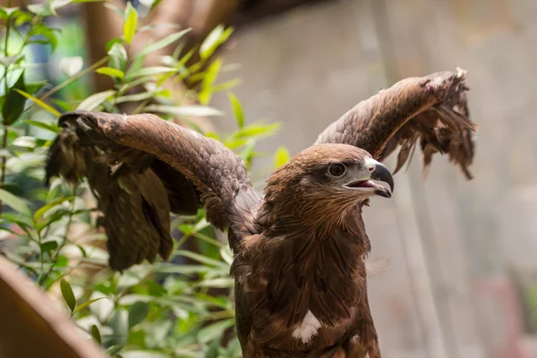 Red-tailed hawk — Stock Photo, Image