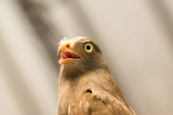 Faucon à queue rousse — Photo
