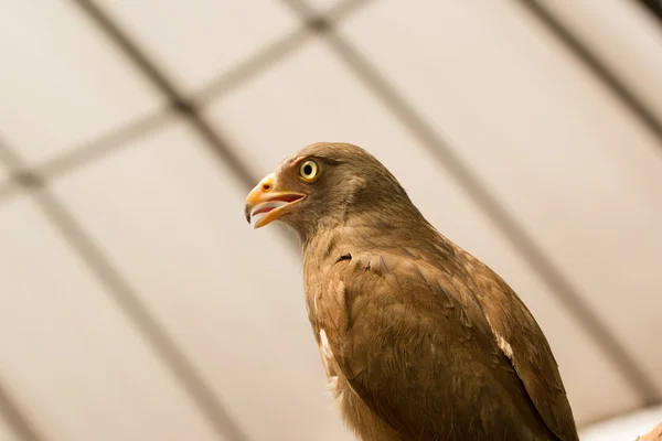 Röd - tailed hök — Stockfoto