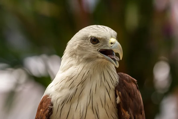 Červený Jestřáb v zoo, Thajsko. — Stock fotografie