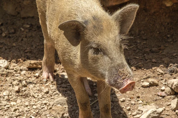 Wild boar standing in forest Stock Photo