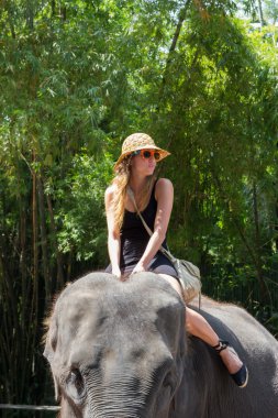 turistik bir hayvanat bahçesi fil gezintisi
