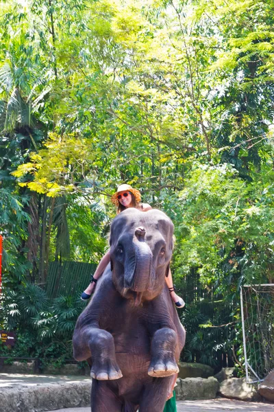 Турист катается на слоне в зоопарке — стоковое фото
