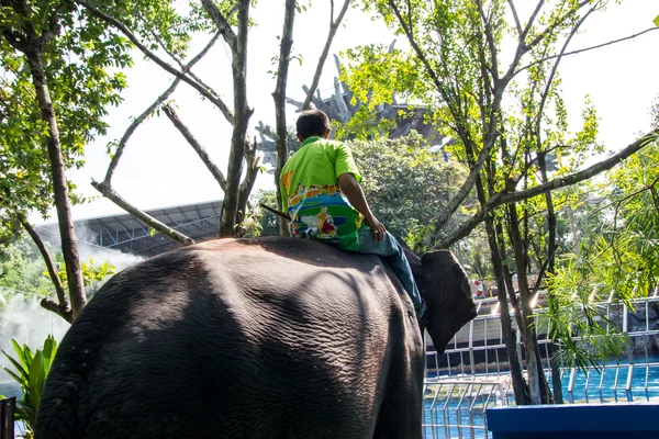 BANGKOK, TAILANDIA - 20 oct: un turista monta el elefante en un zo —  Fotos de Stock