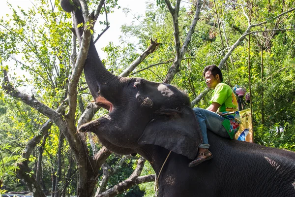 Touristin reitet Elefant im Zoo — Stockfoto