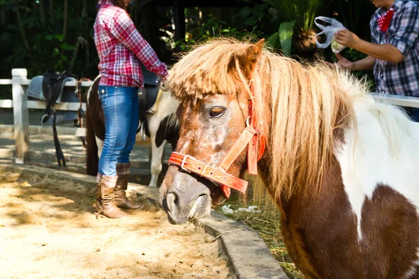 Bangkok, thailand - okt 20: turist Rider elefanten i en zo — Stockfoto