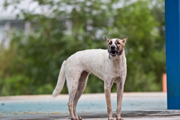 Homeless dogs on the road — Stock Photo, Image