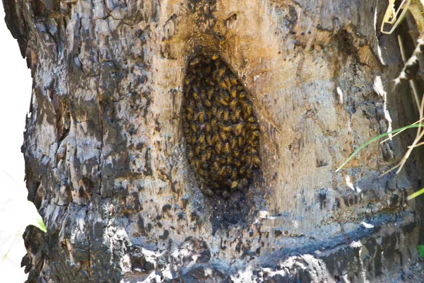 Nahaufnahme der Arbeitsbienen auf Honigzellen. — Stockfoto